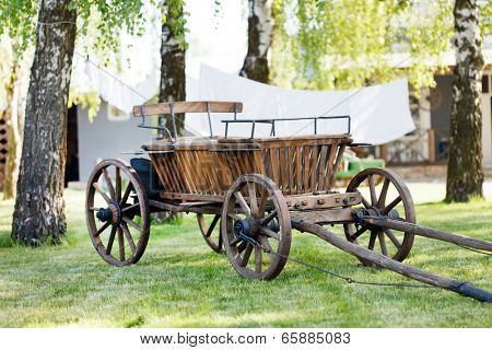 old oxen