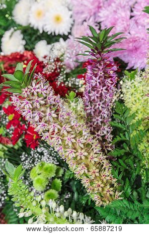 Pineapple Lily flower, Eucomis sp.