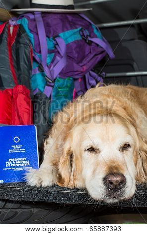 Golden Retriever Trip