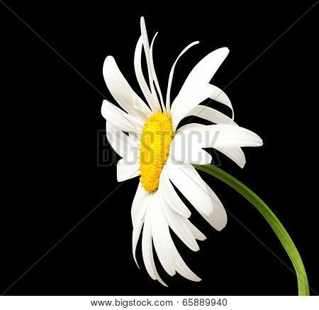 White Chamomile On Black Background
