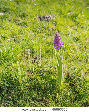 Pink flowering Western Marsh Orchid
