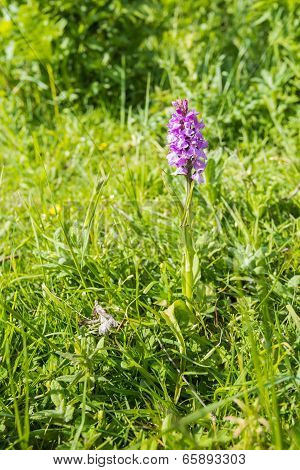 Pink flowering Western Marsh Orchid