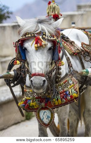 Sicilian Horse