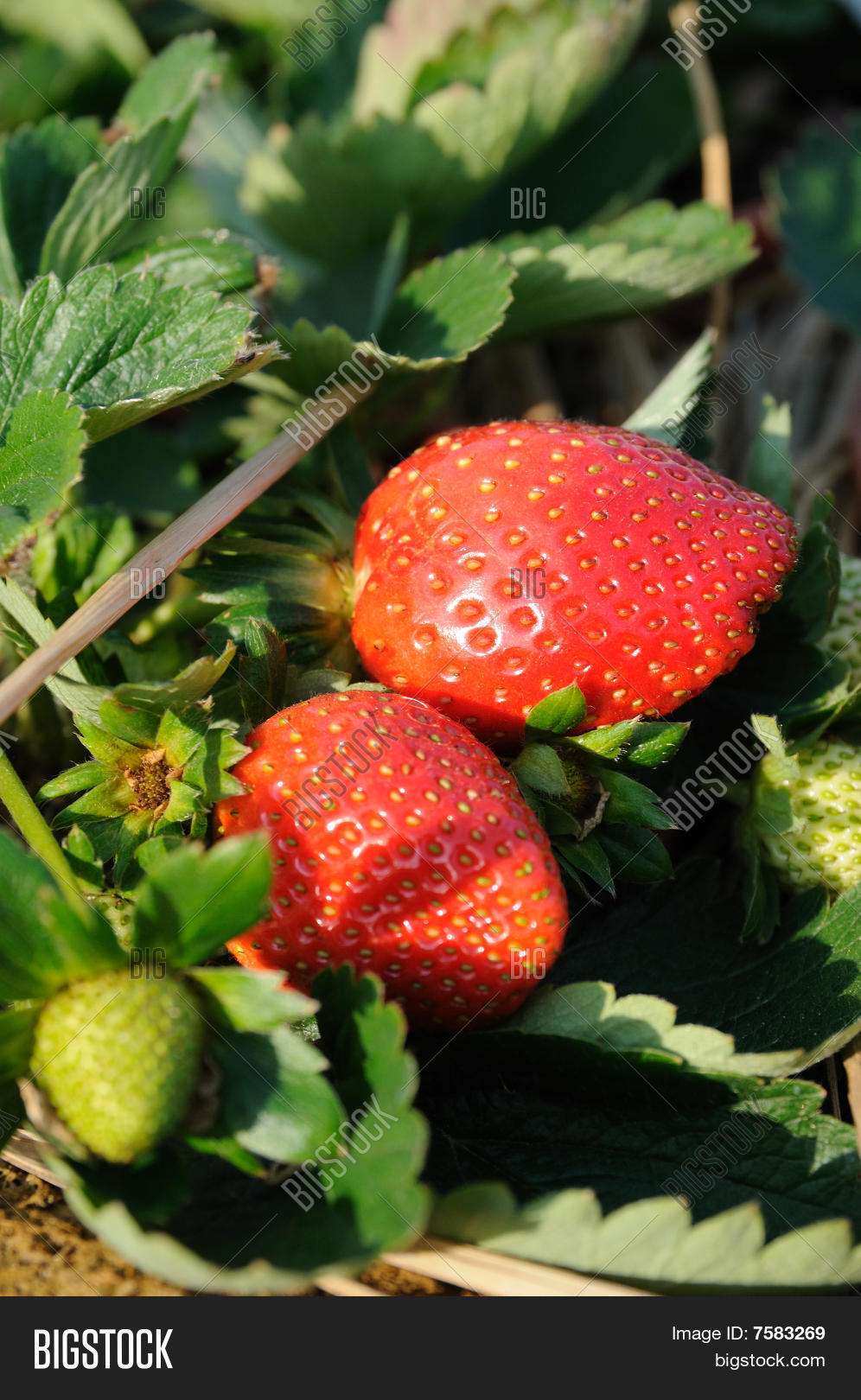 Strawberries On Vine Image & Photo (Free Trial) Bigstock