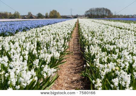 Holländsk blomma Fileds