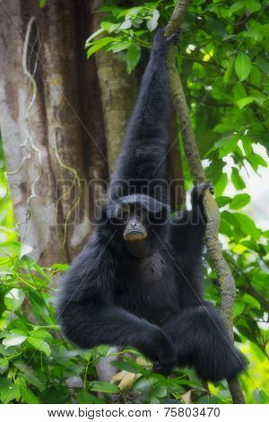 Siamang Gibbon