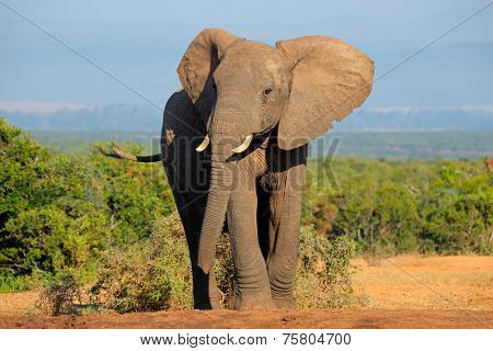 Large African elephant bull (Loxodonta africana), Addo Elephant National park, South Africa