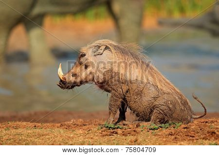 Mud covered warthog (Phacochoerus africanus) at a waterhole, South Africa