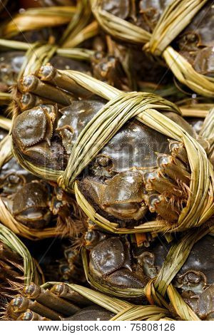 Chinese hairy crabs close up