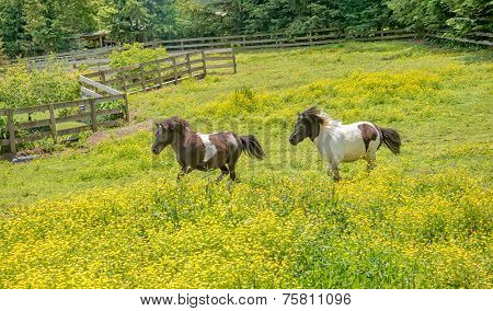 Two ponies