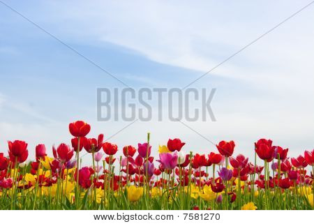 Vale montanha campo de tulipa