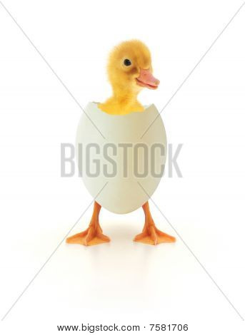 Patito