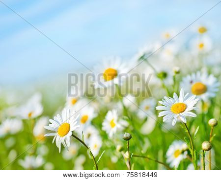 camomille field