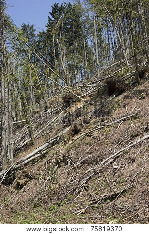 Forest After A Storm