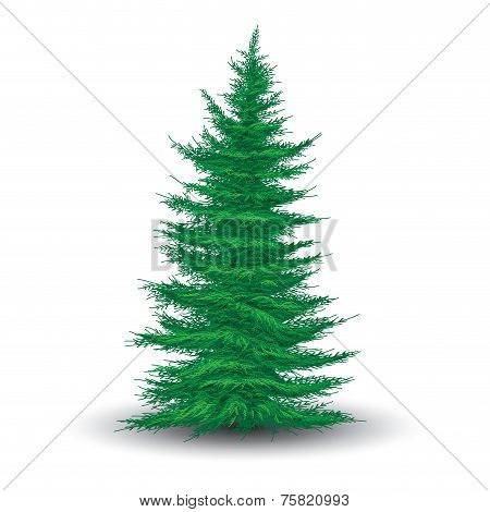 Green Fir Tree