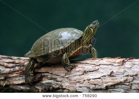 Schildkröte