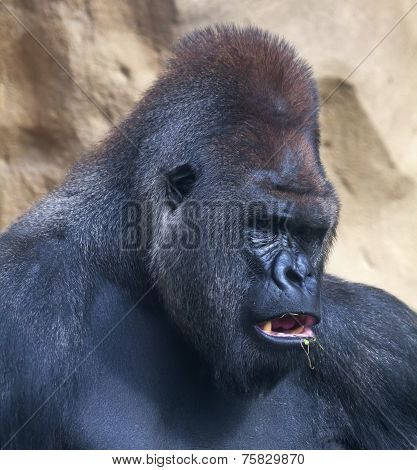 A gorilla male silverback leader of monkey family eating grass.