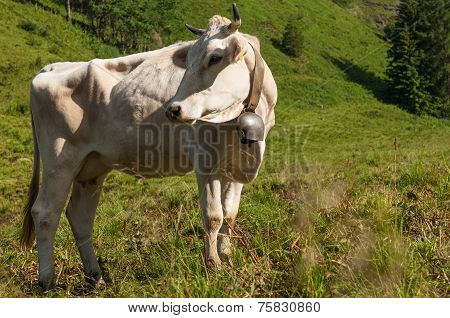 Cow