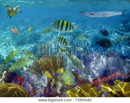 Caribbean Reef tropicali pesci sott'acqua