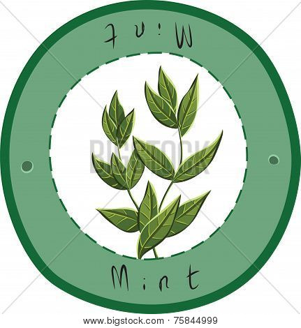 Green Mint