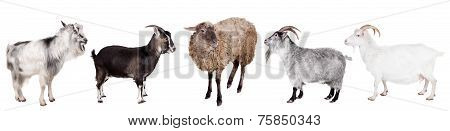 Group of goats on the white