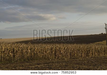 Autumnal view of maize field