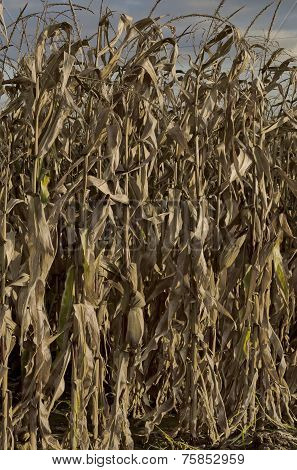 Autumnal view close up of maize field