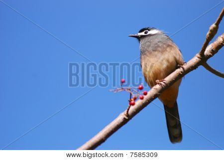 Vogel