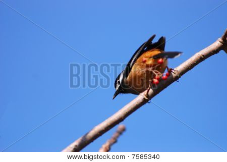 vogel