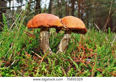 Mushroom Twins Leccinum Versipelle