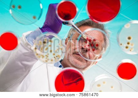 Senior life science researcher grafting bacteria.