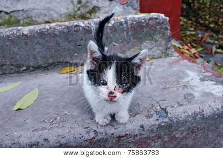 Homeless kitten