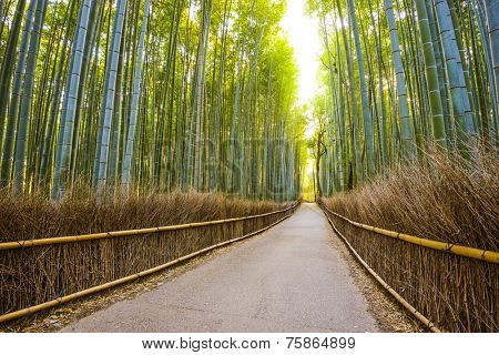 Kyoto, Japan bamboo forest.