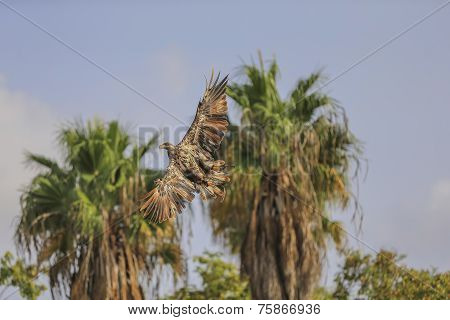 Yellow-billed Kite (milvus Aegyptius) In Flight