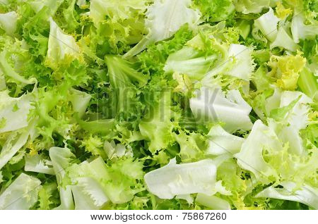 closeup of chopped escarole endive