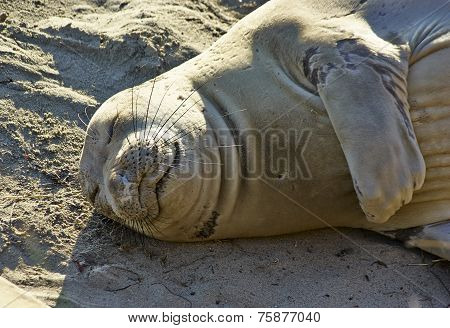 Sleeping Seal on Pacific shore