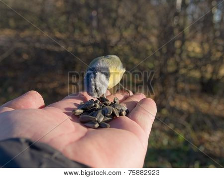Hungry Bluetit
