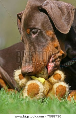 Cane con Teddy Bear