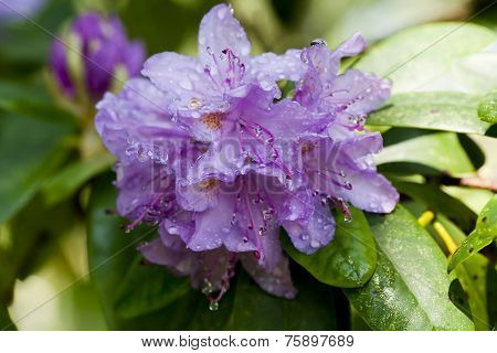 rododendron