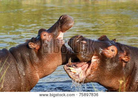 Two Fighting Young Male Hippopotamus Hippopotamus