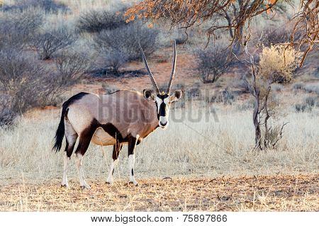 Gemsbok, Oryx Gazella On Sand Dune