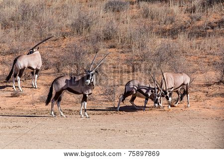 Fight Between Two Male Gemsbok, Oryx Gazella