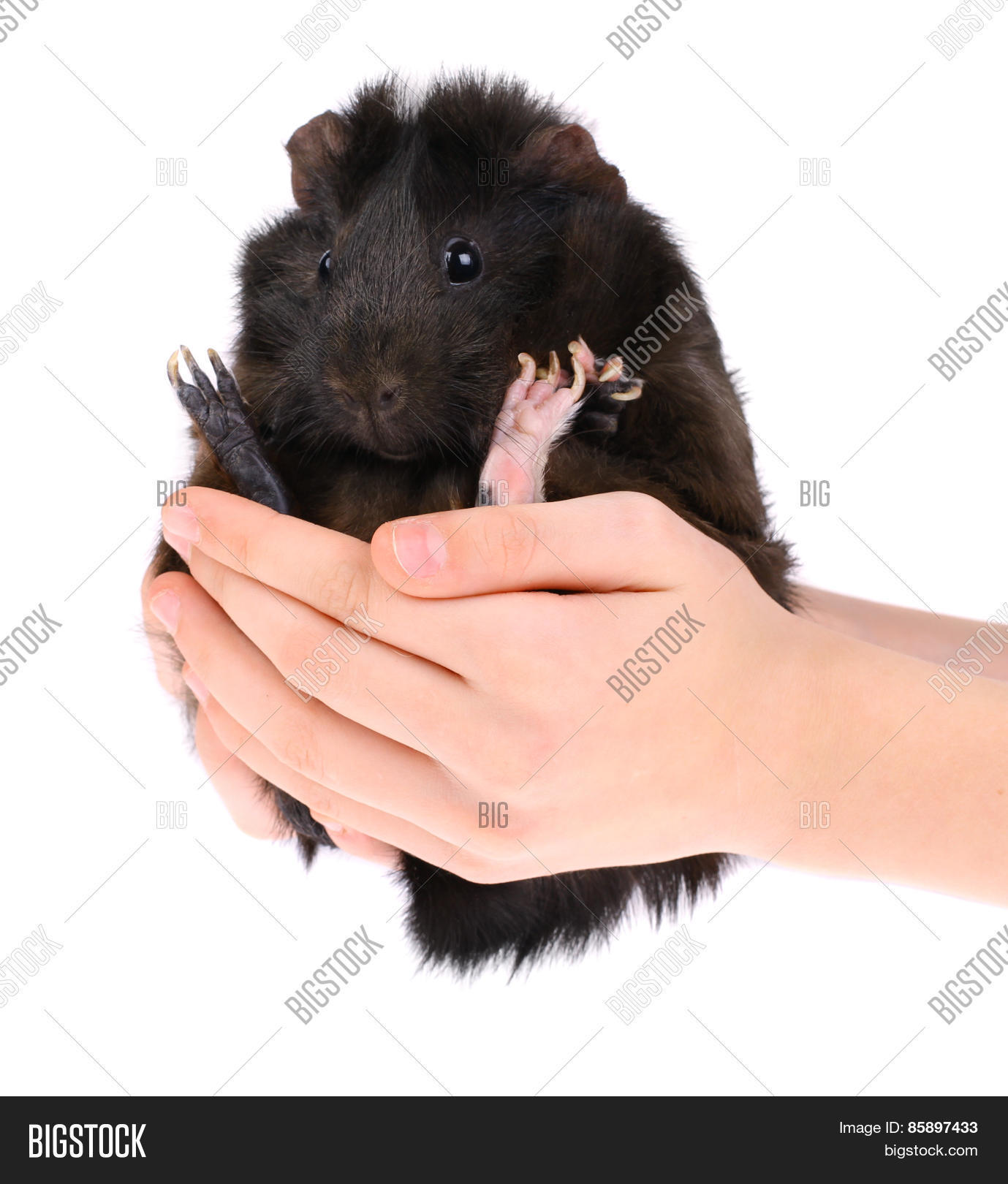 Guinea Pig Hands Image & Photo (Free Trial) | Bigstock