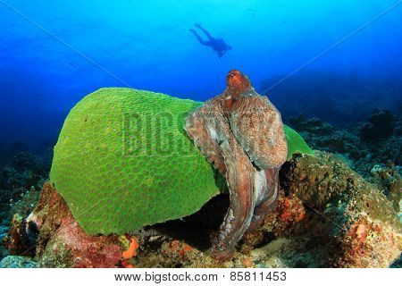 Big Red Reef Octopus and scuba diver