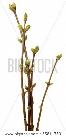 Spring branch of Tree, isolated  white background.
