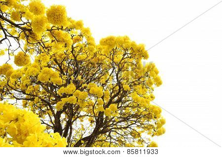 Yellow Flower Tree