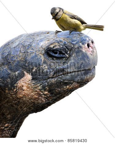 Animal friends, a giant Galapagos tortoise and a small bird, the Eurasian blue tit