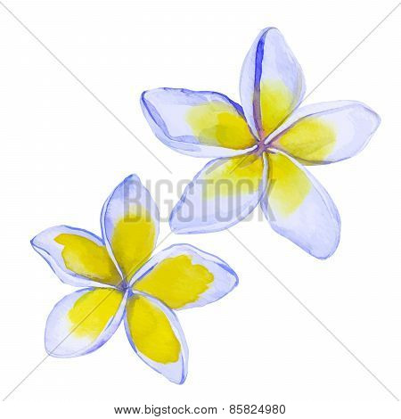 Plumeria / Frangipani Flowers In Watercolor