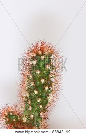 Mammillaria cactus
