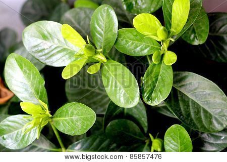 The Gardenia Jasminoides